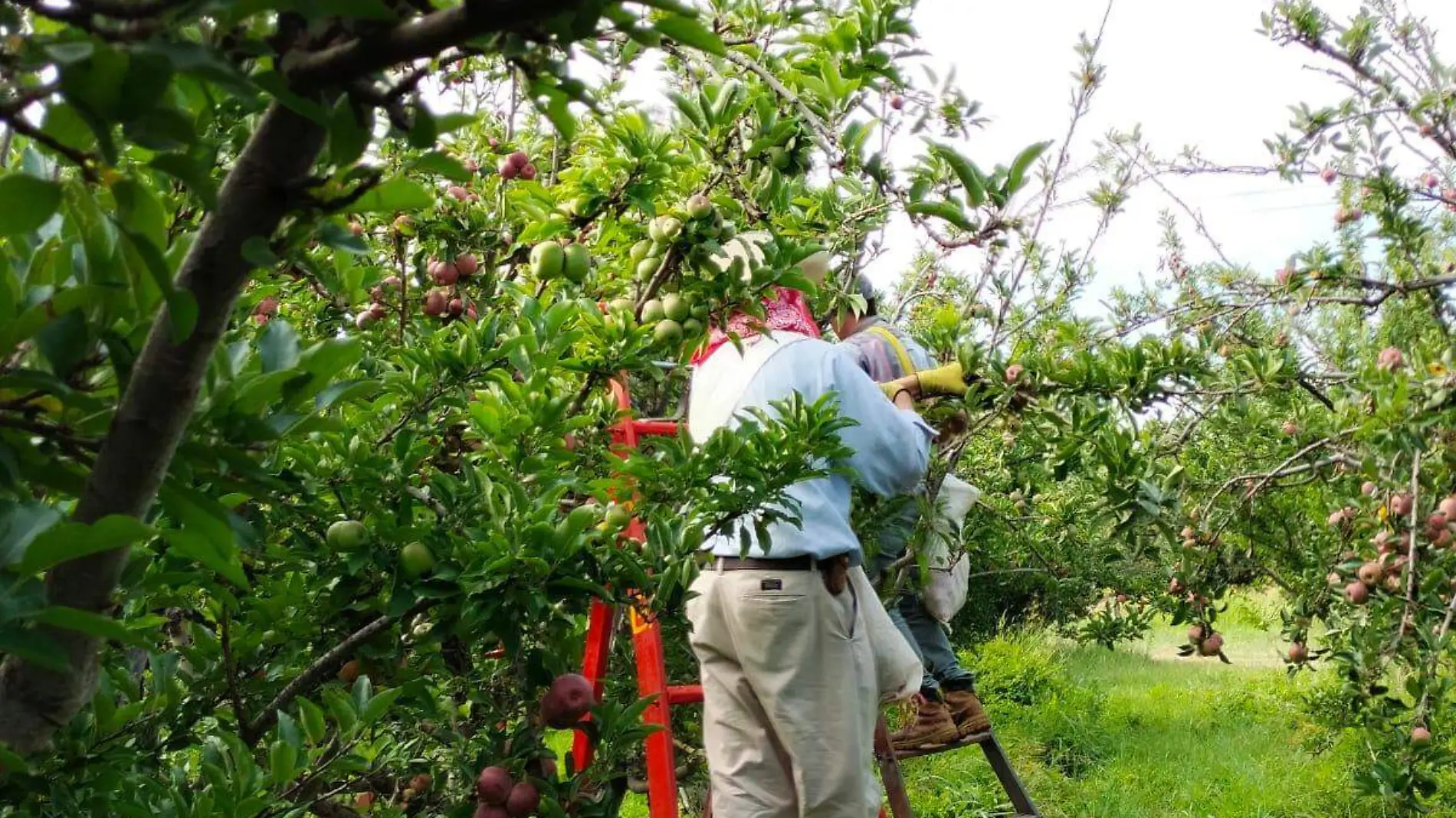 Cosecha de manzana; un repunte en la economía local